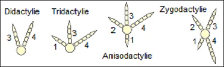 Arrangement of bird toe placements