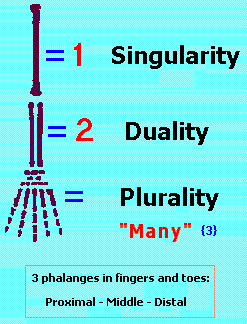 one, two, many bone configuration one, two, many bone configuration
