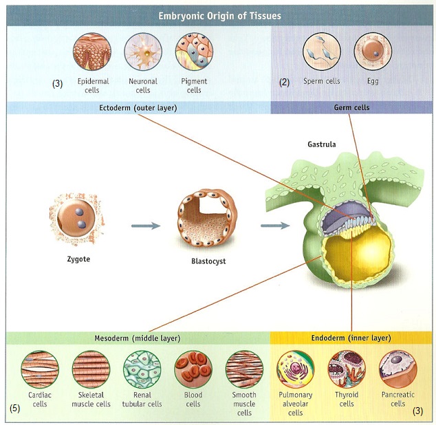Cell differentiation