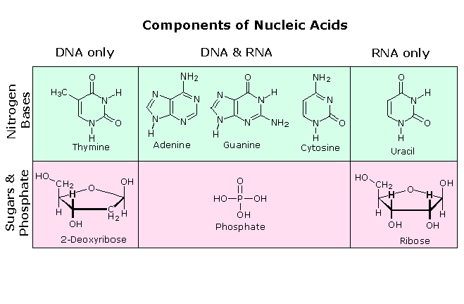 Components of Nucleic Acids Components of Nucleic Acids