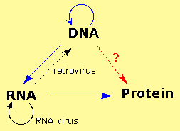 From linear to a triangular dispostion Triangular modeo of DNA, RNA, Protein complex