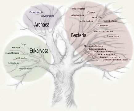 Tree of Life's 3 Domains Tree of Life's 3 Domains