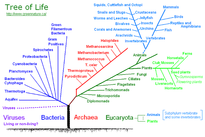 3 domains of life without a tree image 3 domains of life without a tree image