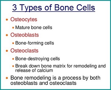 Types of bone cells