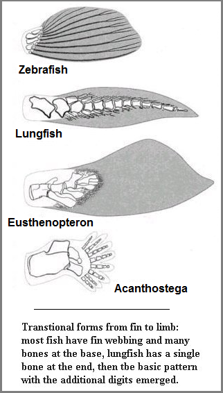 Comparative anatomy image 1