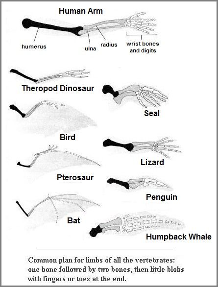 Comparative anatomy image 2