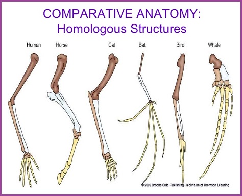 Homologous Structures