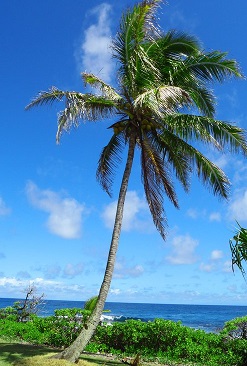Linear trees nearer lower elevations