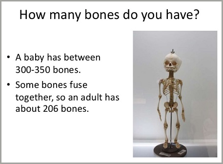 Infant Human Skeleton