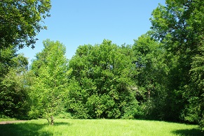 Round-like foliage trees at middle elevations