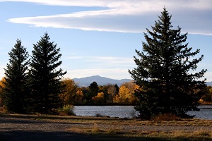 Triangular trees at higher elevations