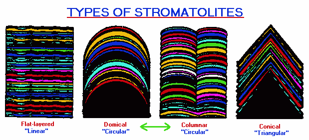 Types of Stromatolites Types of Stromatolites