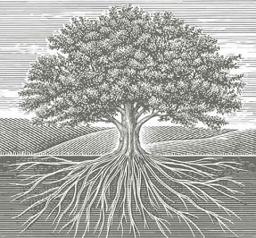 Tree and root illustration