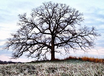 Tree without foliage