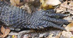 Webbed Crocodile