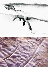 Webbed dinosaurs