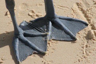 Webbed feet with similar toe lengths