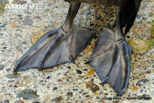 Webbed feet with irregular toe lengths