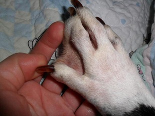 Webbed footed dog example