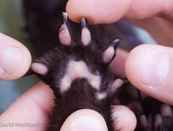 Webbed mink foot