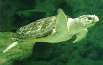 Webbed foot called a fin