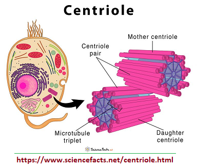 Illstration of centrioles