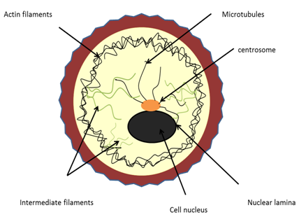 Figure 1: The cytoskeletal system