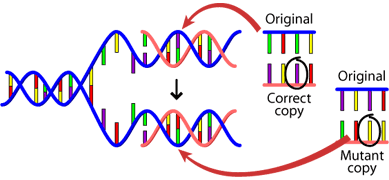 DNA mutation