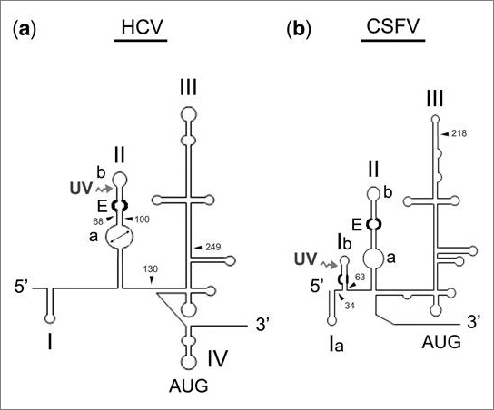 figure 1 of RNA comments