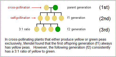 Mendel's three-to-one ratio