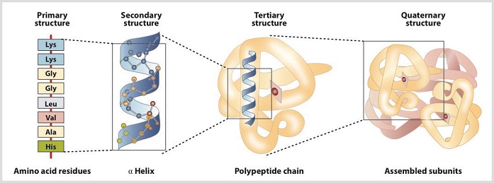 3 to 1 rato of protein architecture