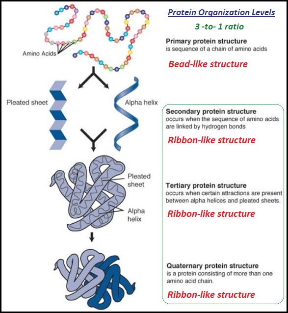3 to 1 ratio protein structure