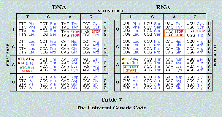 DNA and RNA start and stop codons