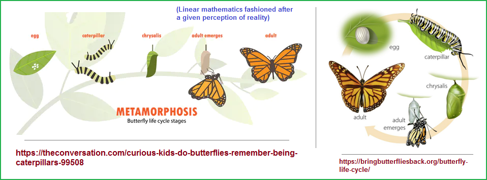 Comparing stages of a butterfly's life to mathematical equations