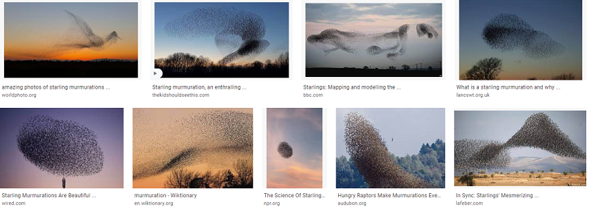 Starling murmations collection 1
