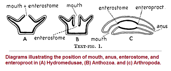 Mouth and Anus placements