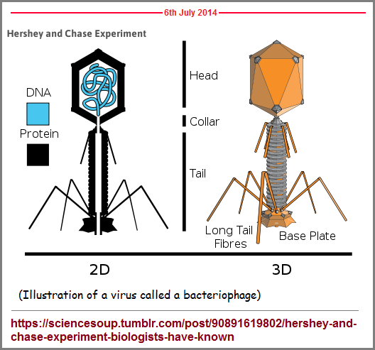 Bacterriophage models with packaged DNA