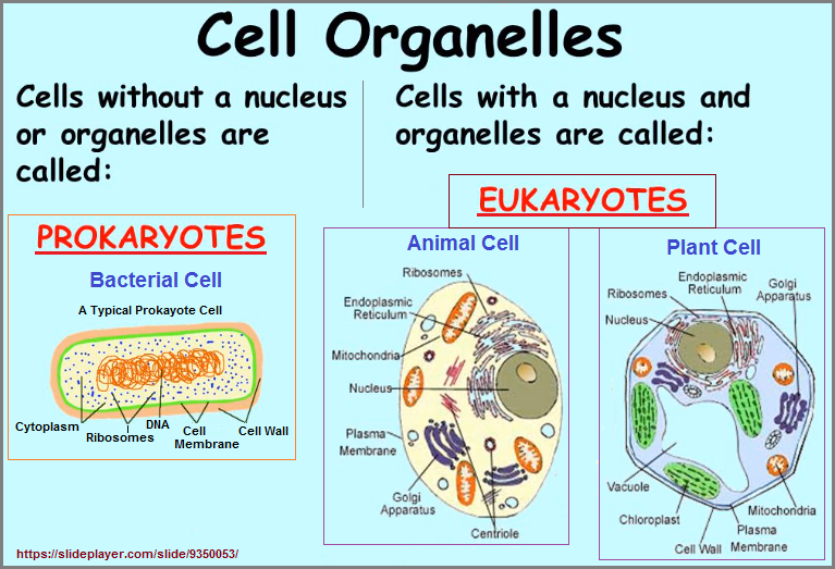 Examples of prokayote and eukaryote cells