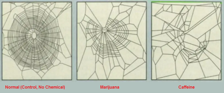 How drugs can affect a spider's ability to make a web