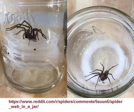 spider and its web in a jar