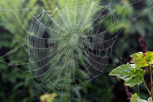 Spider web image 1