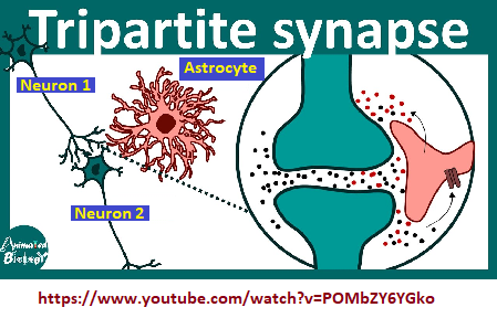Tripartite synapse in the brain