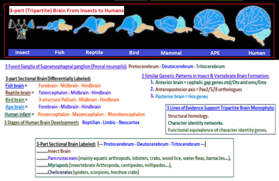 Recurring tripartite brain development