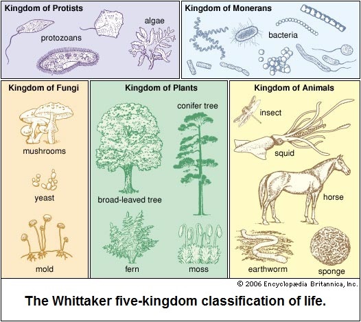 5 Kingdoms classification system (94K)