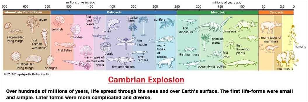 Cambrianexplosion (138K)