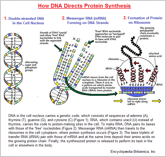DNA Protein synthesis (63K)