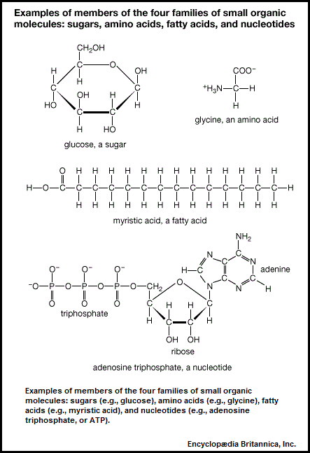 Organic Molecule families