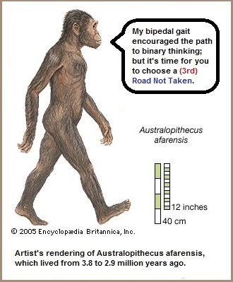 australopithecus afarensis with binary gait (48K)