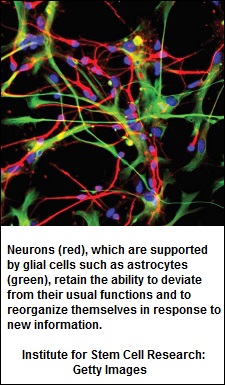 neurons (54K)