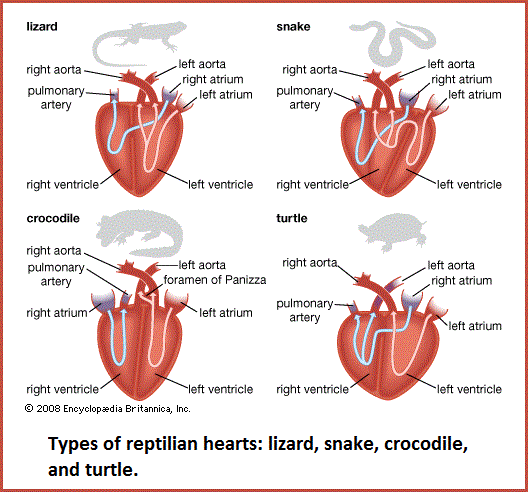 reptilian heart comparison (37K)